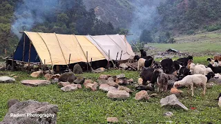 Nepali Mountain Village Life | Sheep shepherd Life | organic Food |Real Nepali Life |ep-1