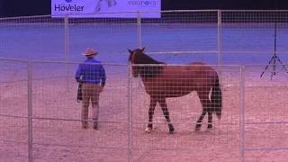 Monty Roberts young horse join-up Equitana 2019