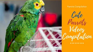 Parrots Compilation || Cute Parrots Videos Compilation || Cute moment of the animals - Soo Cute! #1