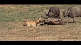 Mother Buffalo kills old Lion who try to eat her baby, Harsh Life of Wild Animals