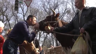 Ляшко: Україна починається з корови