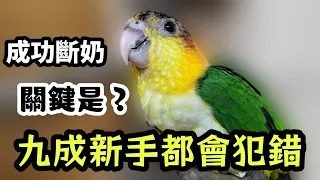 金凱胖虎成功斷奶!關鍵是?九成新手會觸犯的禁忌!想顧好鸚鵡幼鳥就靠這觀念 | 精鵡瘋雲