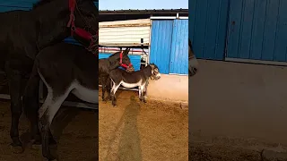 Funniest Donkey Ever! Donkey Training the fun way! 636