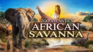 Zoo Tours Ep. 100: Zoo Atlanta's NEW & IMPROVED African Savanna