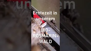 Rosmarinernte