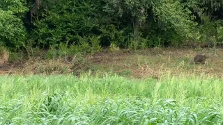 Família de Capivaras / Capybaras Family