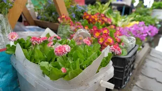 Вибір квітів на Житньому ринку перед поминальними днями: природна краса і шкідливий пластик