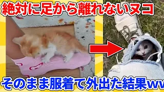 【2ch動物スレ総集編】散歩に行きたいのにヌコが足から離れない→仕方なくそのまま服着て外出た結果ｗｗｗｗｗ