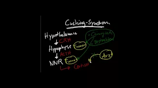 Pathophysiologie Hormone