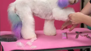 Asian Fusion Dog Grooming - Cleaning Up The Pits w/ Angela Lewis
