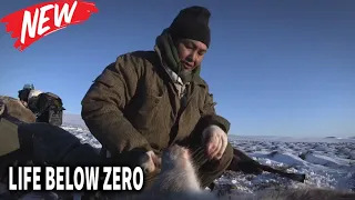 Life Below Zero  New 2022  Season 3 Episode 12 💖 Dark Winter's End 💥 Full Episode 2022