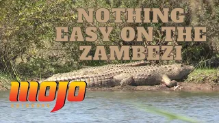 [ CROCODILES IN AFRICA ] Zambezi River Hunt [ PART TWO ]