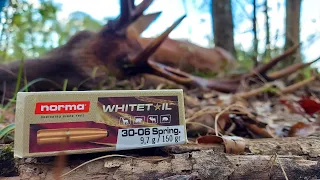 .30-06 vs Red Stag!!! - Norma Whitetail Ammo