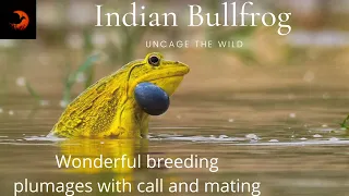 Wonderful Indian bullfrog video - calls and mating | Frog sounds