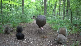 Forest Animals in Harmony  - 10 Hours of Turkeys, Chipmunks and Squirrels - June 28, 2021