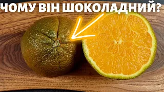 ШОКОЛАДНИЙ АПЕЛЬСИН: МУТАНТ З ЗЕЛЕНИМ ПІГМЕНТОМ. ГОТУЮ СТРАВУ ЗА РЕЦЕПТОМ ВІД ChatGPT.