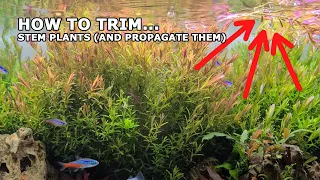 FOOL PROOF: Don't Trim Aquarium Stem Plants Until You Watch This Tutorial