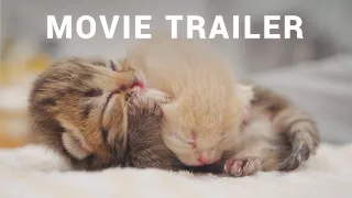 CURE - Movie Trailer | How Baby Kittens Grow In 100 Days - Day By Day Movie By Lucky Pawison