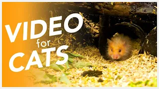 [No Ads] Cat TV 📺 - 20 Hours of House in the Hole! Video for Cats to Watch