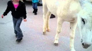 Taylor Gets Attacked and Bit By A Donkey in Oatman Arizona Ghost Town Donkey Town