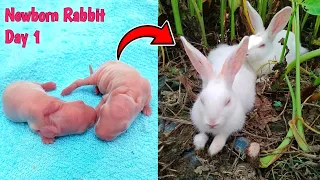 Animals Growth - Baby Rabbit Growing Up Day By Day | The Dodo