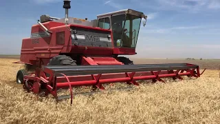 1981 860 Massey Ferguson Kansas wheat harvest