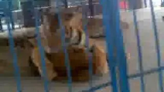 Tiger dominating Male Lion.