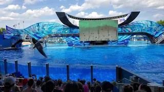 SeaWorld Kasatka 4K.Шоу касаток 4K.ч2