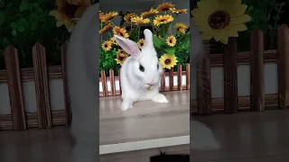 大家好我是没有烦恼的兔兔 #pets #bunny #兔子  #宠物  #ペット#cuteanimals #calming  #shorts #rabbit