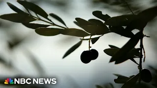 Adding olive oil to your daily diet may help prevent dementia