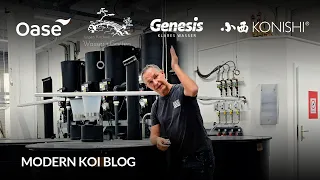 Modern Koi Blog #6188 - Das wird häufig ein Grund für Algenflusen sein