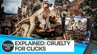 YouTubers abusing monkeys for views | WION Tech It Out