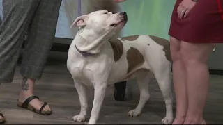 Pet on the Set | Furry Friends with Violet, the dog!