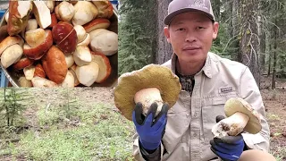 (ep.10 2/2)6.13.2021 เก็บเห็ดผึ้งหวานใต้ดินในอเมริกา/Picking King Boletes Mushrooms CA USA