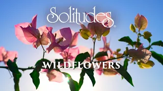 Dan Gibson’s Solitudes - Caressed by the Sun | Wildflowers