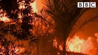 What is Palm Oil? - BBC