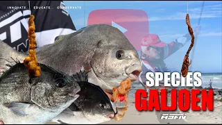 ASFN 2018 SPECIES - The Galjoen (South African National Fish)