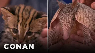 Animal Expert David Mizejewski: Asian Leopard Cat Kitten & Nine-Banded Armadillo | CONAN on TBS