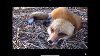 Fox scream