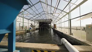 Innovation at Work: Can algae be used to treat wastewater?