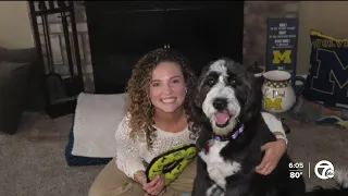 Teacher accuses Ann Arbor principal of stealing dog she was encouraged to adopt