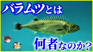 【ゆっくり解説】食品衛生法で売買禁止⁉「バラムツ」とは何者なのか？を解説/食べると危険⁉︎謎の深海魚はとっても美味…