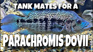 TANK MATES FOR A PARACHROMIS DOVII