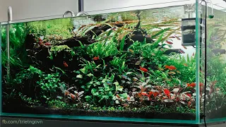 Thriving Oasis: A Natural Aquarium Bursting with Color #aquarium #tropicalfish #aquacape #plants