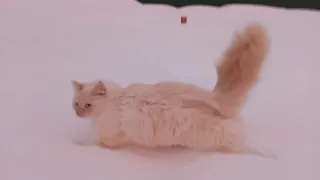 красивый кот  красивый закат кошка бежит по снегу домой