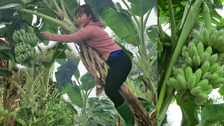 Harvest bananas and cucumbers to sell at the market and buy chili peppers to plant