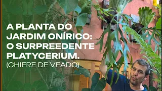 A Planta do Jardim Onírico: atualizações por aqui do Platycerium.