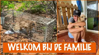 Het 2e straathondje ook gevangen! | DierenpraatTV