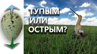 Каким концом кладёт кулик яйцо: тупым или острым?