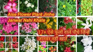 फुलों वाले ऐसे पौधे जीनहे जानवर नहीं खाते/Flowering plants that animals don't eat